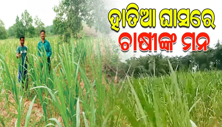 କମ୍‌‌ ପୁଞ୍ଜି ନିବେଶରେ ହାତିଆ ଘାସ ଚାଷ କରି ଆର୍ଥିକ ଲାଭବାନ ହେଉଛନ୍ତି ଜଳେଶ୍ୱର ଅଞ୍ଚଳର ବହୁ ଚାଷୀ