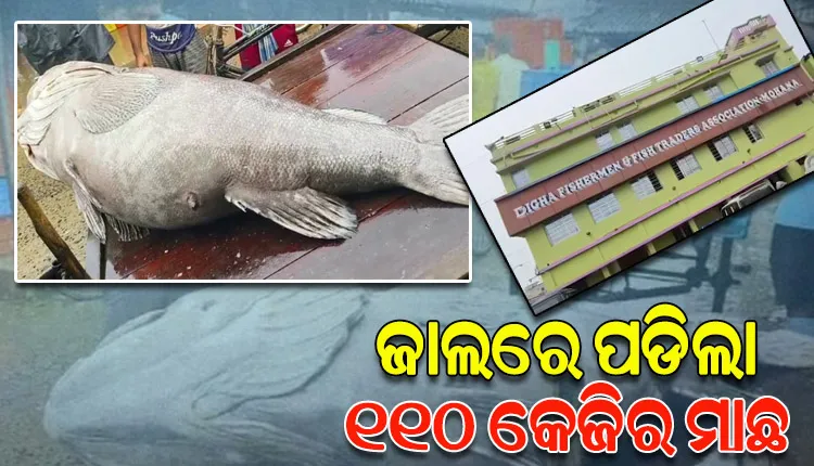 ଜାଲରେ ପଡିଲା ୧୧୦ କେ.ଜିର ବିଶାଳକାୟ ଭୋଲା ମାଛ, ୨୫ ହଜାର ଟଙ୍କାରେ ହେଲା ବିକ୍ରି