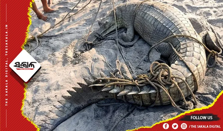 ଭୋଗରାଇ ସମୁଦ୍ର କୂଳରୁ ୧୩ ଫୁଟର ଘଡିଆଳ କୁମ୍ଭୀର ଉଦ୍ଧାର