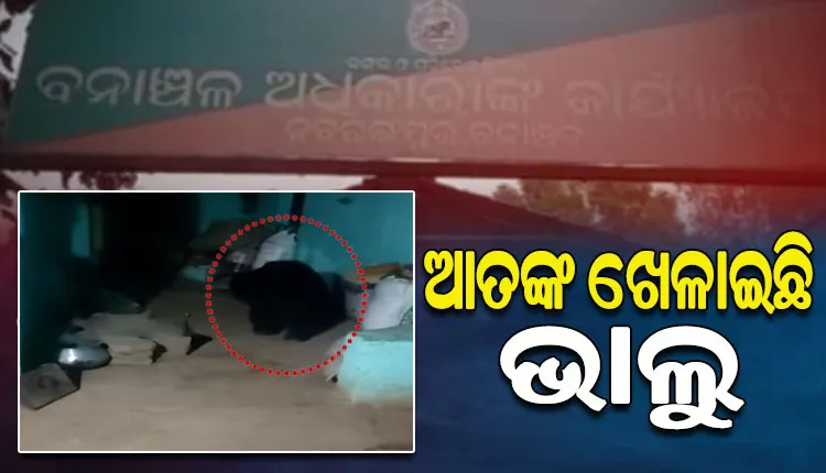 ନବରଙ୍ଗପୁରରେ ଭାଲୁ ଆତଙ୍କ; ଲୋକଙ୍କ ଘରେ ପସିଯାଉଛି ଭାଲୁ, ଭୟଭୀତ ଅବସ୍ଥାରେ ଗ୍ରାମବାସୀ