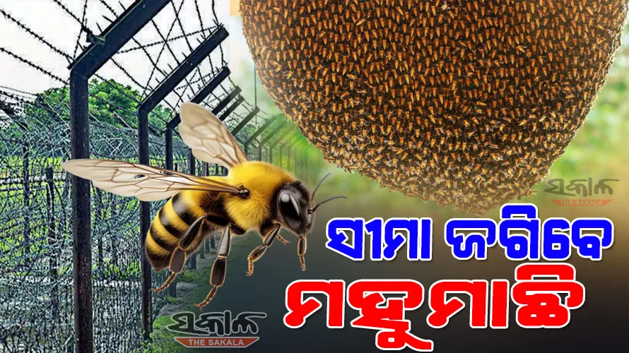 ଦେଶ ସେବା କରିବେ ମହୁମାଛି : ସୀମାରେ ଅନୁପ୍ରବେଶ ରୋକିବା ପାଇଁ ବିଏସଏଫର ଅଭିନବ ଉପାୟ