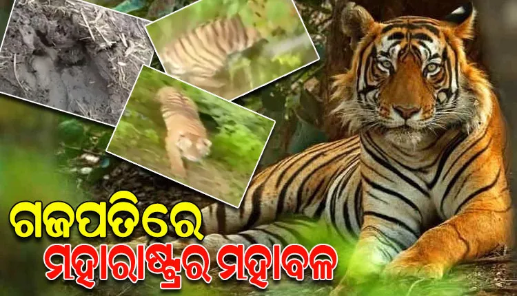 ଗଜପତିରେ ବୁଲୁଛି ମହାରାଷ୍ଟ୍ରର ବାଘ, ୪ଟି ରାଜ୍ୟ ଡେଇଁ ଓଡ଼ିଶା ଆସିଛି ମହାବଳ