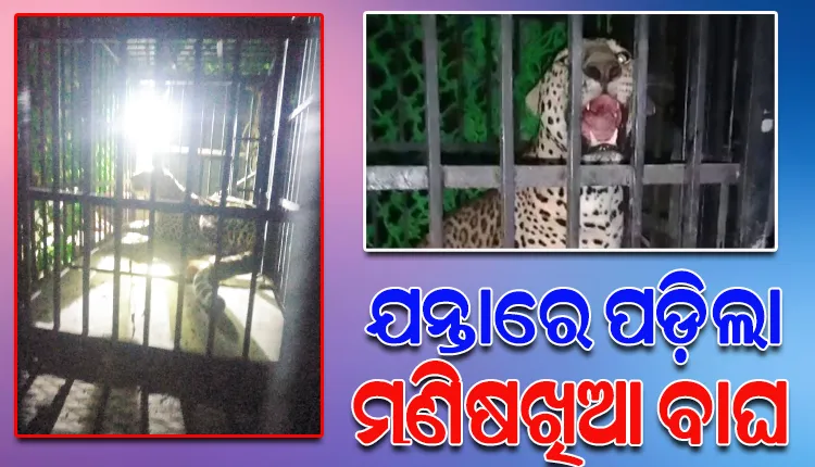 ଧରାହେଲା ମଣିଷଖିଆ ବାଘ, ଟ୍ରାଙ୍କୁଲାଇଜ୍‌ କରି ଯନ୍ତାରେ ରଖିଲା ବନ ବିଭାଗ