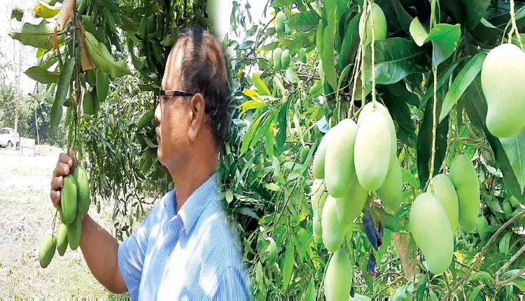 ଜୈବିକ ପଦ୍ଧତିରେ ଆମ୍ୱ ଚାଷ