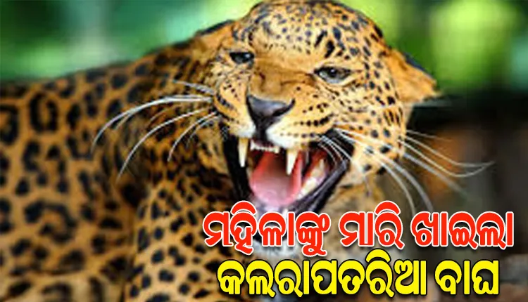 ନୂଆପଡ଼ାରେ ବାଘ ଆତଙ୍କ; ନାବାଳକ ପରେ ଆଜି ପୁଣି ଜଣେ ମହିଳାଙ୍କୁ ମାରି ଖାଇଲା କଲରାପତରିଆ ବାଘ
