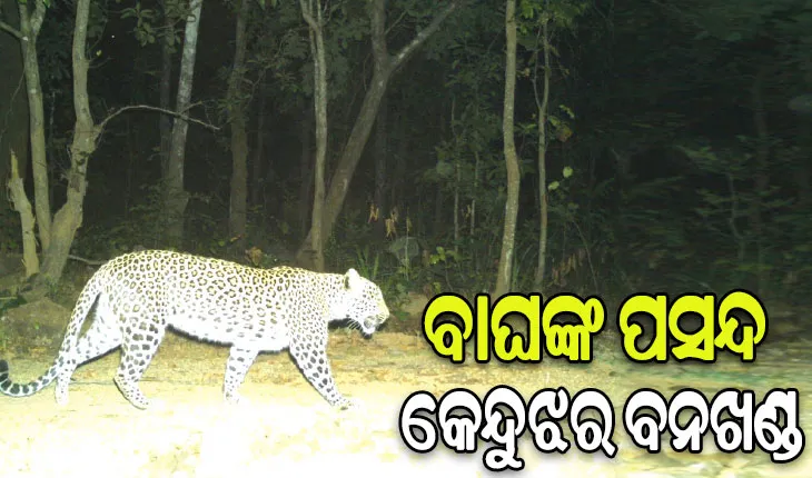 ବାଘଙ୍କ ପସନ୍ଦ କେନ୍ଦୁଝର ବନଖଣ୍ଡ: ଚିହ୍ନଟ ହେଲେଣି ୧ ମହାବଳ, ୧୫ରୁ ଊର୍ଦ୍ଧ୍ବ କଲରାପତରିଆ