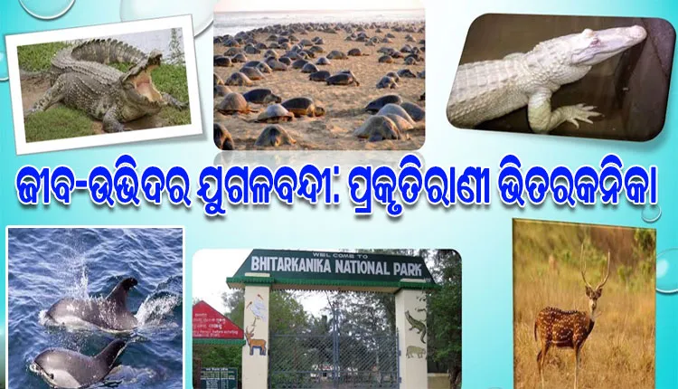 ଜୈବ ବିବିଧତାର ହଟ୍‌ସ୍ପଟ ଭିତରକନିକା: ପର୍ଯ୍ୟଟକଙ୍କୁ ଆକୃଷ୍ଟ କରିବା ସହ ପ୍ରାକୃତିକ ଭାରସାମ୍ୟ ରକ୍ଷା କରିବାରେ ପ୍ରମୁଖ ଭୂମିକା ଗ୍ରହଣ କରୁଛି