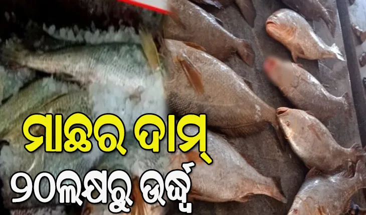 ଜାଲରେ ପଡିଲା ତେଲିଆ ବୋରେଇ ମାଛ, ୨୦ ଲକ୍ଷରୁ ଉର୍ଦ୍ଧ୍ୱ ଟଙ୍କାରେ କିଣି ନେଲେ ବ୍ୟବସାୟୀ