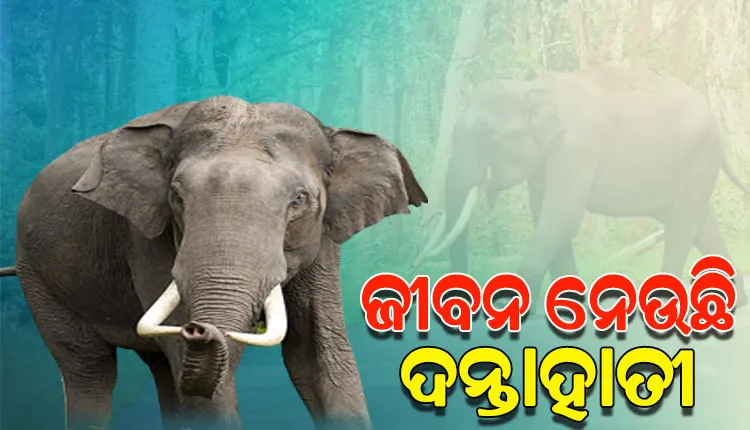 ଘର କାନ୍ଥ ଭାଙ୍ଗି ଦୁଇ ଜଣଙ୍କୁ ଦଳିଦେଲା ଦନ୍ତା ହାତୀ