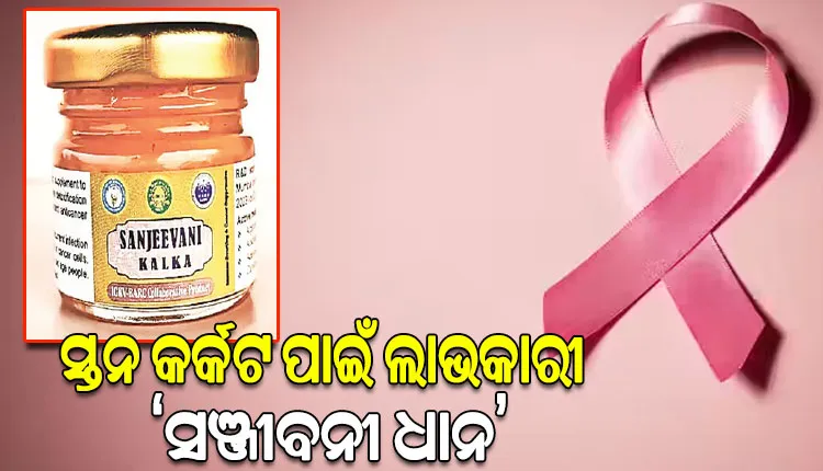 କୃଷି ବିଶ୍ବବିଦ୍ୟାଳୟ ଦ୍ବାରା ପ୍ରସ୍ତୁତ: ସ୍ତନ କର୍କଟ ପାଇଁ ଲାଭକାରୀ ‘ସଞ୍ଜୀବନୀ ଧାନ’