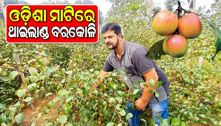 ଓଡ଼ିଶା ମାଟିରେ ପେନ୍ଥା ପେନ୍ଥା ହୋଇ ଫଳିଛି ଥାଇଲାଣ୍ଡ ବରକୋଳି, ଅନ୍ୟ ଚାଷୀଙ୍କ ପାଇଁ ପ୍ରେରଣା ପାଲଟିଛନ୍ତି ପ୍ରଶାନ୍ତ କୁମାର