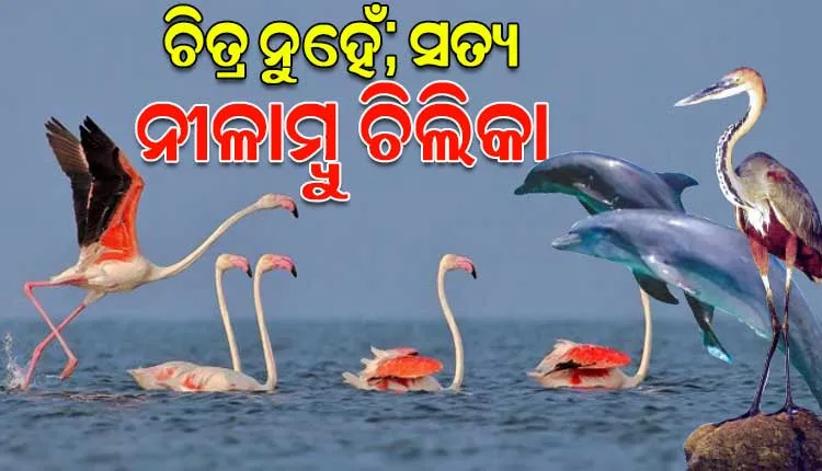 ପ୍ରାକୃତିକ ସୌନ୍ଦର୍ଯ୍ୟର ଗନ୍ତାଘର ତଥା ବୈଚିତ୍ରମୟ ଜୈବ ବିବିଧତାର ବିରଳ ଭଣ୍ଡାର ମରାଳମାଳିନୀ ନୀଳାମ୍ବୁ ଚିଲିକା