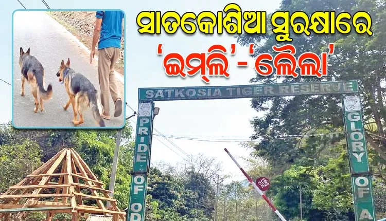 ସାତକୋଶିଆର ସୁରକ୍ଷା ସହ ଶିକାରୀମାନଙ୍କ ନିଦ ହଜାଇ ଦେଇଛନ୍ତି ‘ଇମ୍‌‌ଲି’-‘ଲୈଲା’