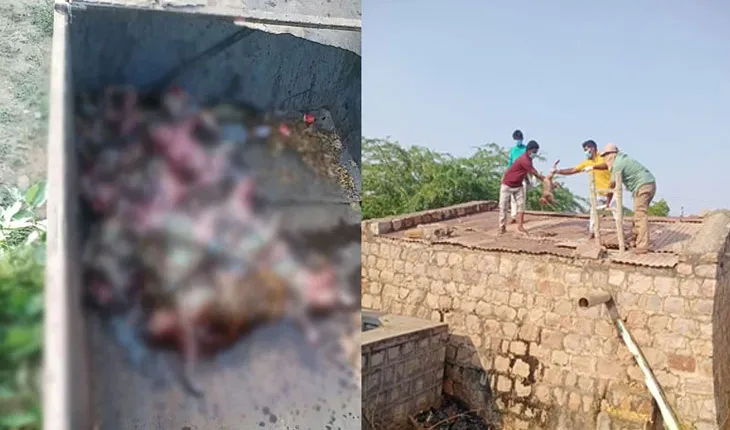 ପିଇବା ପାଣି ଟାଙ୍କିରୁ ୩୦ ମାଙ୍କଡଙ୍କ ମୃତଦେହ ଉଦ୍ଧାର