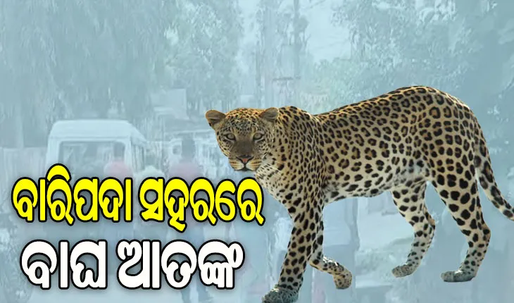 ବାରିପଦା ସହରରେ ବାଘ ଆତଙ୍କ, ଲୋକେ ଭୟଭୀତ