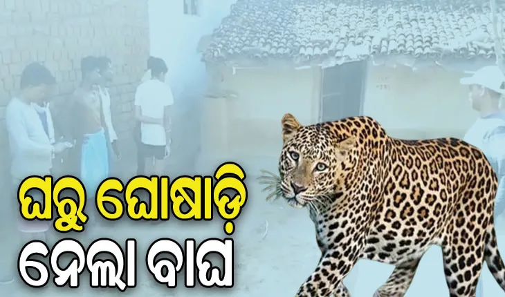 ଗରମ ପାଇଁ କବାଟ ଖୋଲି ଶୋଇଥିଲେ, ଘରୁ ଘୋଷାଡ଼ି ନେଲା ବାଘ
