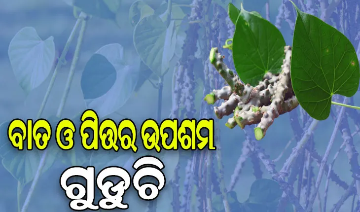 ଗୁଡୁଚିରେ ଭରି ରହିଛି ଅନେକ ଔଷଧୀୟ ଗୁଣ: ବାତ ରୋଗଠୁ ଆରମ୍ଭ କରି ହୃଦ୍‌ରୋଗ ଓ ମଧୁମେହ ଭଳି ଅନେକ ରୋଗରୁ ମିଳିଥାଏ ଉପଶମ…