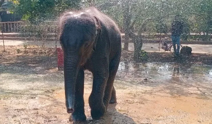 ପ୍ରଶିକ୍ଷଣ କେନ୍ଦ୍ରରେ ଛୁଆ ହାତୀ ‘ମାମା’ର ମୃତ୍ୟୁ