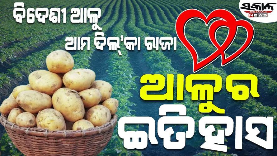 ଏକ ବିଦେଶୀ ପରିବା ଆଳୁ କିପରି ପନିପରିବାର ରାଜା ହେଲା? କିଏ ତାକୁ ଭାରତ ଆଣିଲା…..