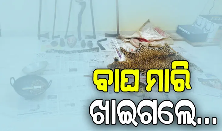 ରୋଷେଇ ହେଉଥିଲା କଲରାପତରିଆ ମାଂସ, ରନ୍ଧା ମାଂସ ସହ ବାଘ ଚମଡ଼ା ଜବତ