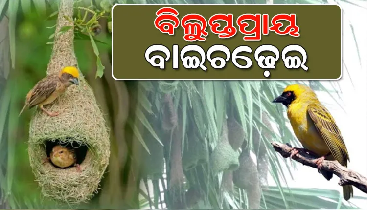 ଅସନ୍ତୁଳନ ପରିବେଶ ଓ ଜୈବ ବିବିଧତା ଯୋଗୁଁ ଆଜି ପ୍ରକୃତି କୋଳରୁ ନିଶ୍ଚିହ୍ନ ହେବାକୁ ବସିଲେଣି ବାଇଚଢ଼େଇ