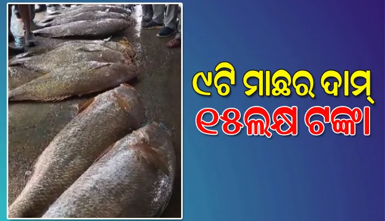 ମାଛ କଲା ଲକ୍ଷପତି, ୧୫ ଲକ୍ଷ ଟଙ୍କାରେ ବିକ୍ରିହେଲା ଜାଲରେ ପଡିଥିବା ୯ଟି ତେଲିଆ ଶିଳା ମାଛ