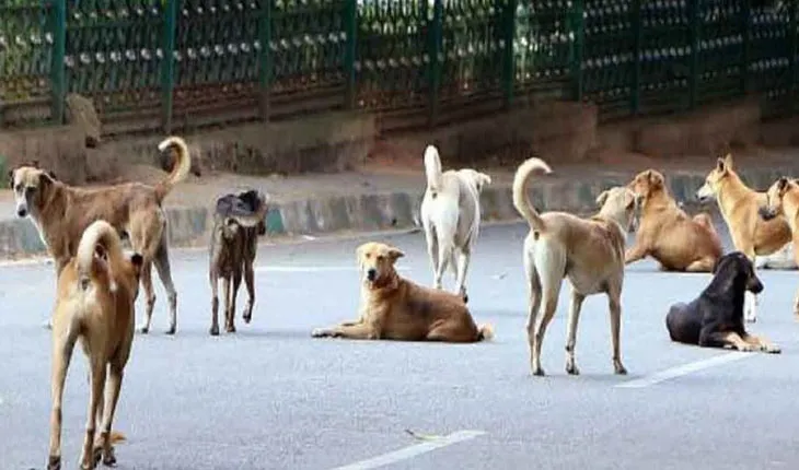 କୁକୁରଙ୍କ ପାଇଁ ସ୍ମଶାନ କରିବେ ସରକାର