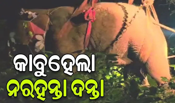 ଟ୍ରାଙ୍କୁଲାଇଜ ପରେ କପିଳାସକୁ ସ୍ଥାନାନ୍ତର ହେଲା ନରହନ୍ତା ଦନ୍ତା, ନେଇଥିଲା ୪ ଜୀବନ