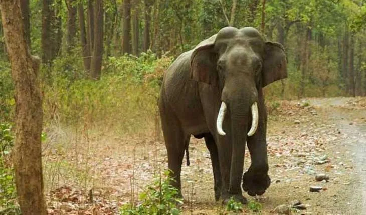 ଢେଙ୍କାନାଳରେ ମାଈ ହାତୀର ମୃତଦେହ ଠାବ: ବିଦ୍ୟୁତ୍ ଆଘାତରେ ମୃତ୍ୟୁ ସନ୍ଦେହ