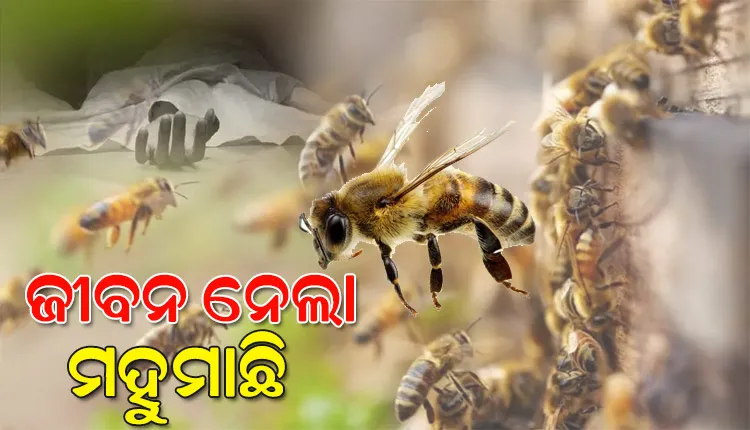 ମହୁମାଛି ଆକ୍ରମଣରେ ଜଣେ ମୃତ, ୪ ଗୁରୁତର