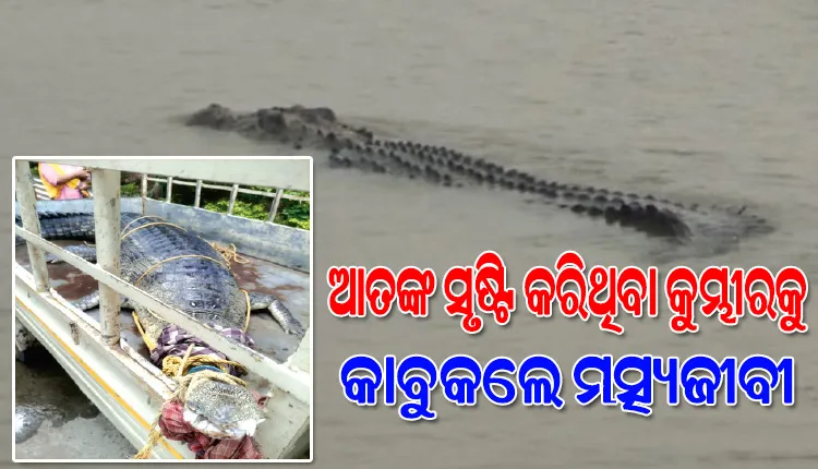 ଦୟା ଓ ତା’ର ଶାଖା ନଦୀରେ ଆତଙ୍କ ଖେଳାଇଥିବା କୁମ୍ଭୀରକୁ କାବୁକଲେ ମତ୍ସ୍ୟଜୀବୀ