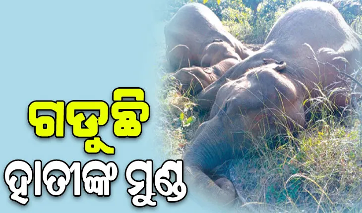 ସରକାର ନିଦା ବିଷ୍ଣୁ: ଗଡୁଛି ହାତୀଙ୍କ ମୁଣ୍ଡ, କଡ଼ା କାର୍ଯ୍ୟାନୁଷ୍ଠାନ ଚେତାବନୀ ଦେଲେ ପିସିସିଏଫ…