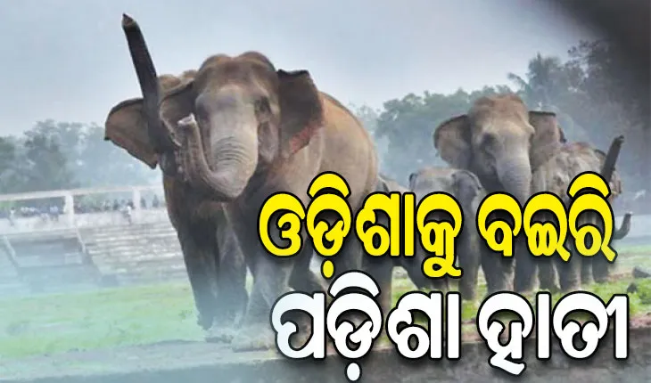 ଓଡ଼ିଶାକୁ ବଇରି ପଡ଼ିଶା ହାତୀ, ଅମଳ ବେଳେ ସୀମାନ୍ତ ଜିଲ୍ଲାରେ ଉପଦ୍ରବ…