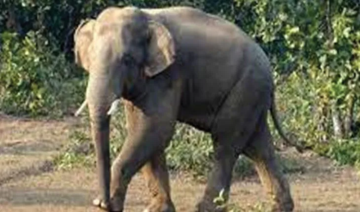 ଚିକିତ୍ସାଧୀନ ଅବସ୍ଥାରେ ଆଖିବୁଜିଲା ହାତୀ ‘ଯଶୋଦା’