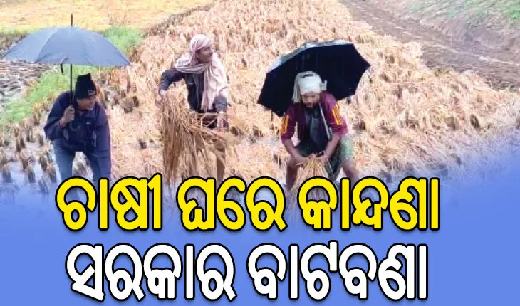 ବର୍ଷା ଉଜାଡ଼ିଲା ଅମଳ ଧାନ: ୩ ଦିନରେ ଗଲାଣି ୩ ଜୀବନ, କ୍ଷତିପୂରଣ ଦେବାକୁ ସରକାର କୁନ୍ଥକୁନ୍ଥ…