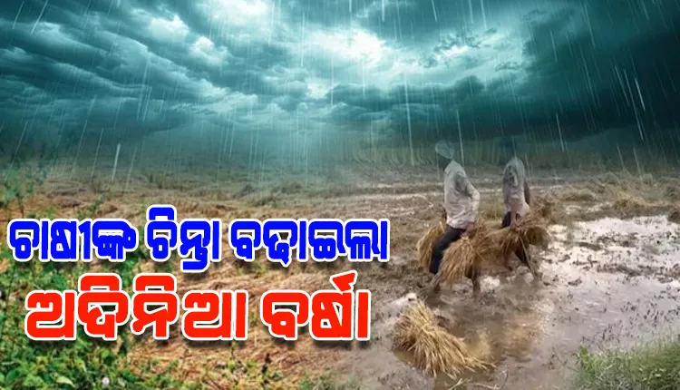 ଅଦିନିଆ ବର୍ଷା ଯୋଗୁଁ କ୍ଷେତରେ ଭିଜିଲା ପାଚିଲା ଧାନ, ଚିନ୍ତାରେ ଚାଷୀ