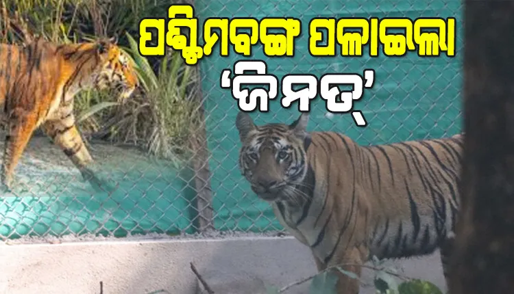 ଝାଡ଼ଖଣ୍ଡରୁ ପଶ୍ଚିମବଙ୍ଗ ପଳାଇଲା ବାଘୁଣୀ ‘ଜିନତ୍‌‌’