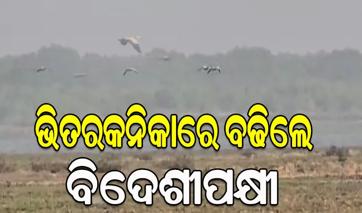 ଭିତରକନିକାରେ ବଢିଲେ ବିଦେଶୀପକ୍ଷୀ, ଗତବର୍ଷ ଠାରୁ ୧୯୩ ପକ୍ଷୀ ଅଧିକ…