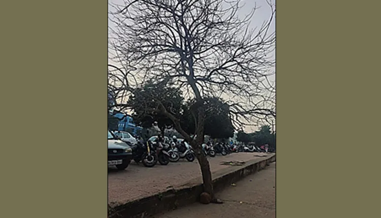 ବୃକ୍ଷମାନଙ୍କ ପ୍ରତି ସମ୍ବେଦନଶୀଳତା ପ୍ରକାଶ ପାଉ: ଡ଼. ଜୟକୃଷ୍ଣ ପାଣିଗ୍ରାହୀ
