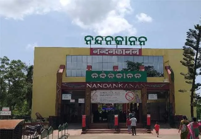 ନନ୍ଦନକାନନ ପ୍ରାଣୀ ଉଦ୍ୟାନରେ ଖସିଗଲା ହୁଲକ୍ ଗିବନ୍, ପର୍ଯ୍ୟଟକ ପାଟି ଶୁଣି ପୁଣି ନିଜେ ଫେରିଲା ଖୁଆଡ଼କୁ