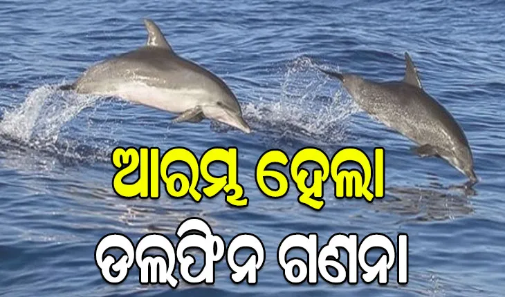 ସାତପଡ଼ା ଚିଲିକାରେ ଆରମ୍ଭ ହେଲା ଡଲଫିନ ଗଣନା, ୧୮ ଟିମ୍ ସାମିଲ
