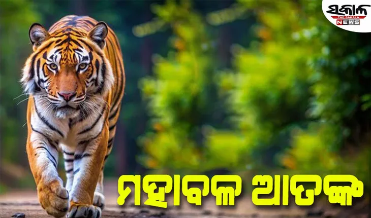 ମୁଣ୍ଡେଶ୍ୱର ଜଙ୍ଗଲରେ ବୁଲୁଛି ମହାବଳ ବାଘ…