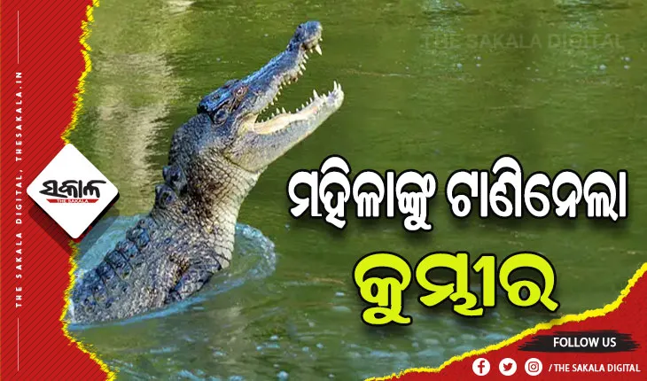 ଆଳିରେ କୁମ୍ଭୀର ଆତଙ୍କ : ଝିଅ ଆଗରେ ମା’କୁ ଟାଣି ନେଲା କୁମ୍ଭୀର