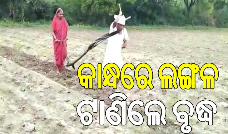 ଦାନା ପାଇଁ ଟଙ୍କା ନାହିଁ; କାନ୍ଧରେ ଲଙ୍ଗଳ ଟାଣିଲେ ବୃଦ୍ଧ, କଣ୍ଟି ଧରିଲେ ପତ୍ନୀ…