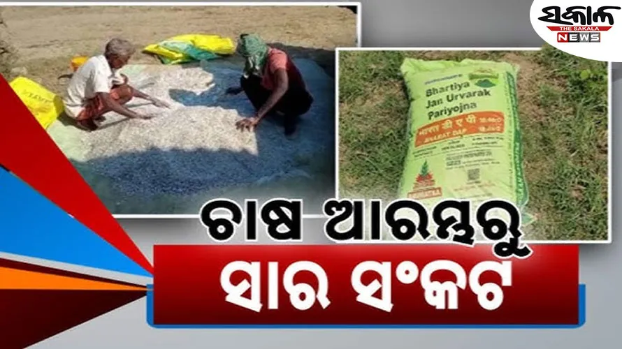 ମରିଗଲାଣି ଧାନ ତଳି : ନିଅଣ୍ଟିଆ ବର୍ଷା ସାଙ୍ଗକୁ ସାର ଅଭାବ ବଢ଼ାଉଛି ଚାଷୀର ଚିନ୍ତା