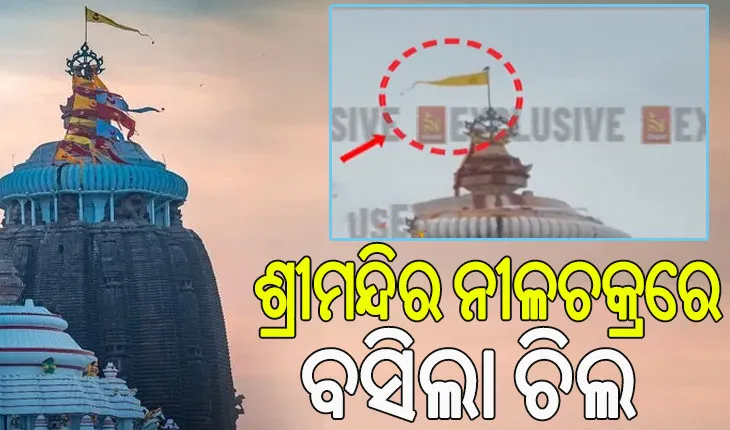 ଶ୍ରୀମନ୍ଦିର ନୀଳଚକ୍ର ଉପରେ ବସିଲା ଚିଲ, ମାଡ଼ି ଆସୁଛି କି ବିପଦ !