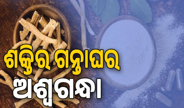 ଶକ୍ତିର ଗନ୍ତାଘର ଅଶ୍ବଗନ୍ଧା…