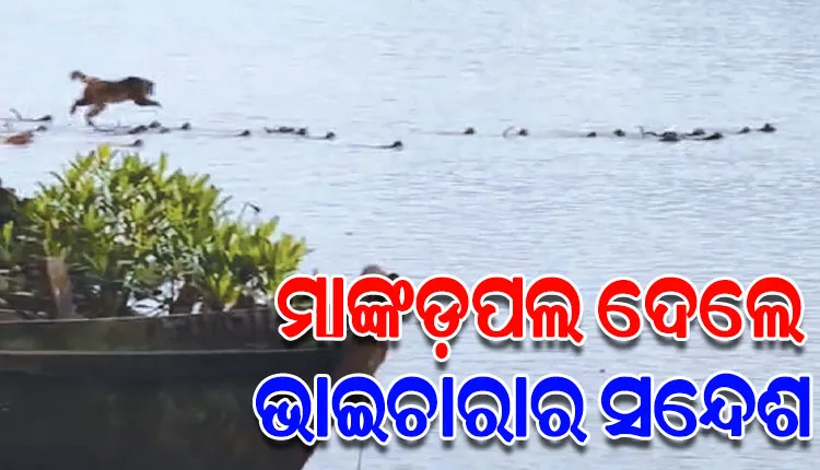 ଭାଇଚାରାର ସନ୍ଦେଶ ଦେଲେ ମାଙ୍କଡ଼ପଲ: ନଦୀ କୂଳରୁ ମାଙ୍କଡ଼କୁ ଝାମ୍ପିନେଲା କୁମ୍ଭୀର, ଉଦ୍ଧାର ପାଇଁ ନଦୀକୁ ଡେଇଁଲେ ସବୁ ମାଙ୍କଡ଼