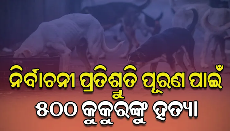 ତେଲେଙ୍ଗାନାରେ ଅମାନବୀୟ କାଣ୍ଡ: ନିର୍ବାଚନୀ ପ୍ରତିଶ୍ରୁତି ପୂରଣ ପାଇଁ ୫୦୦ ବୁଲା କୁକୁରଙ୍କୁ ହତ୍ୟା