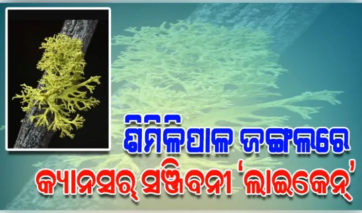 ଶିମିଳିପାଳ ଜଙ୍ଗଲରେ ରହିଛି କ୍ୟାନସର୍‌ ସଞ୍ଜିବନୀ ‘ଲାଇକେନ୍‌’